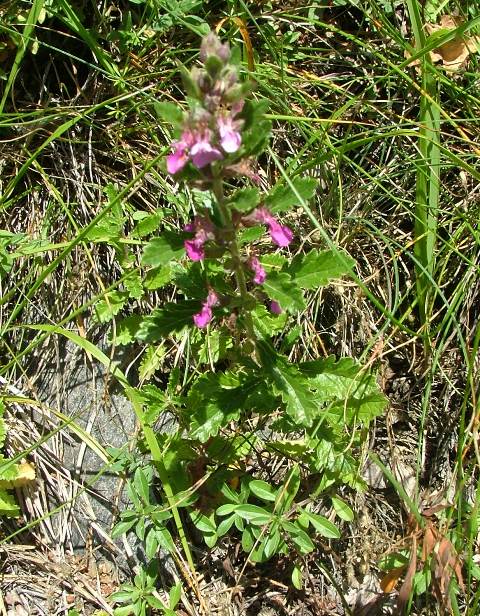 Teucrium chamaedrys / Camedrio comune